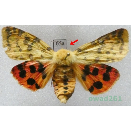Rhyparia purpurata (Linnaeus, 1758) female Slovakia65a